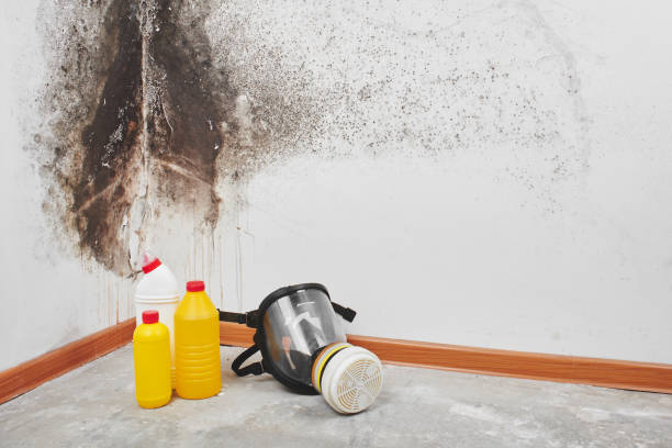 Best Basement Mold Remediation in Portage, WI