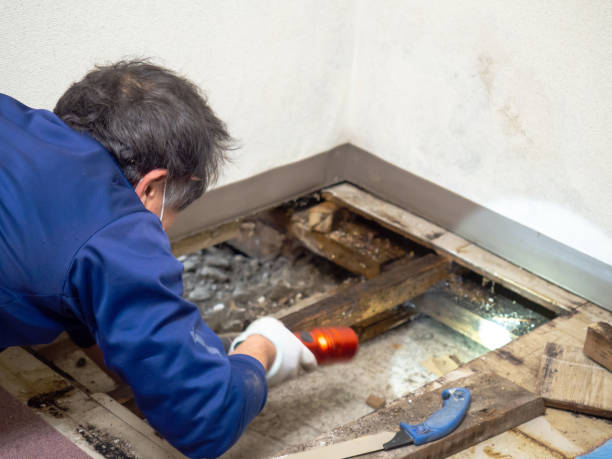 Best Emergency Mold Remediation in Portage, WI