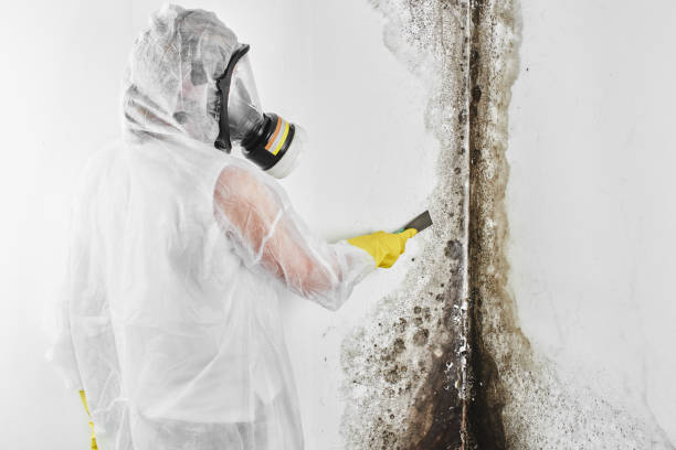 Best Black Mold Remediation in Portage, WI