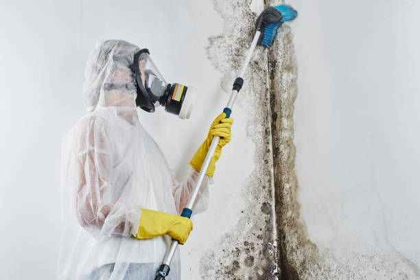 Best Post-Flood Mold Remediation in Portage, WI
