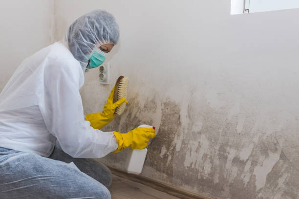 Best White Mold Remediation in Portage, WI