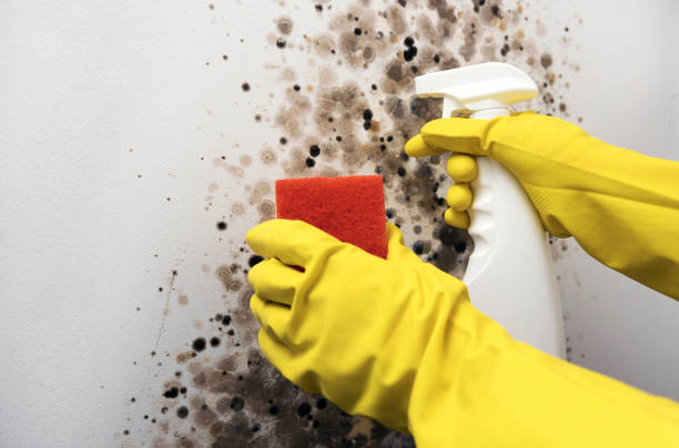 Best Mold Remediation for Schools in Portage, WI
