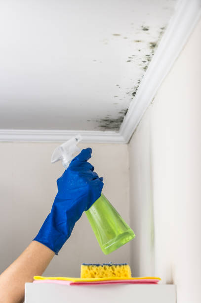 Best Localized Mold Remediation (e.g., coastal areas, humid climates) in Portage, WI